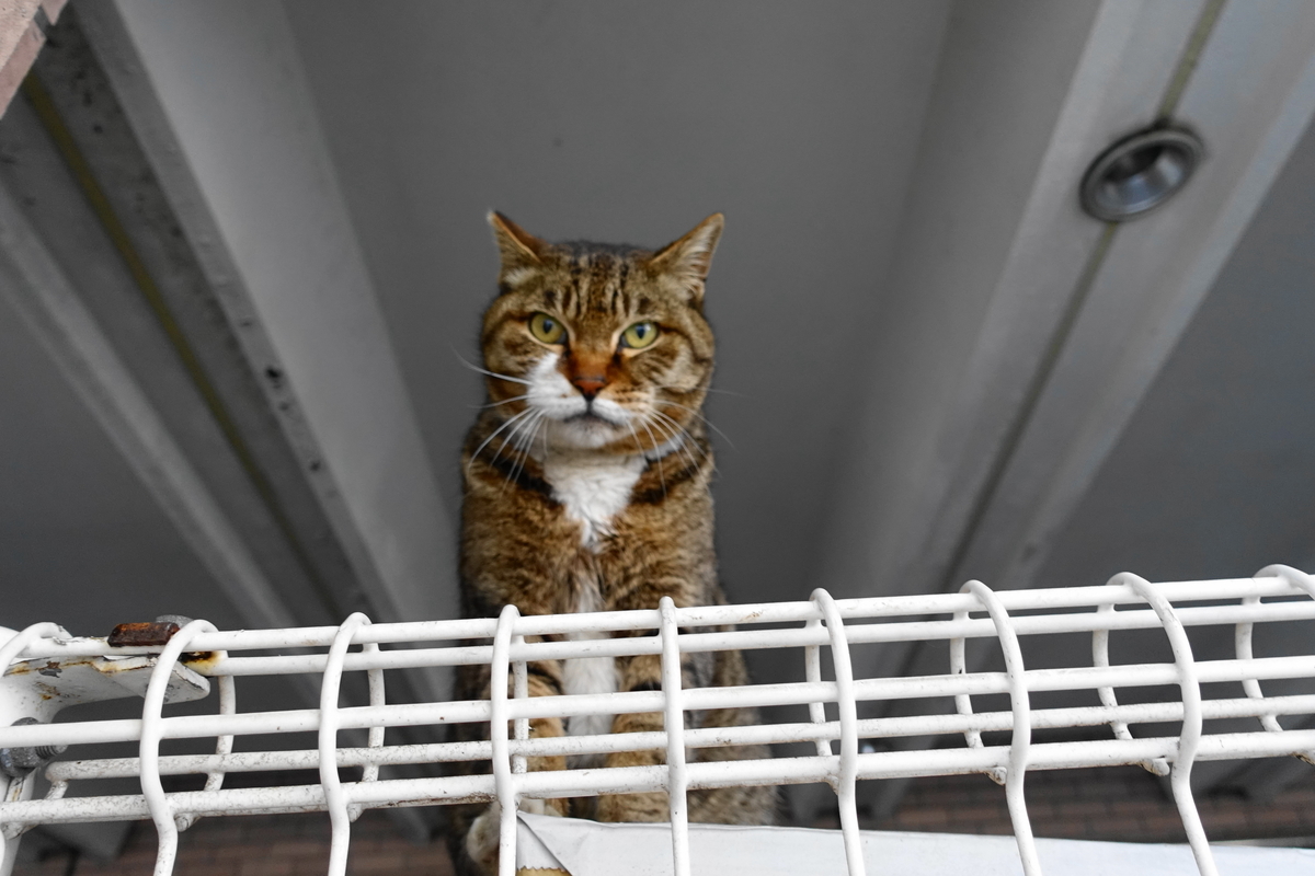 f:id:shigeo-t:20190423090026j:plain