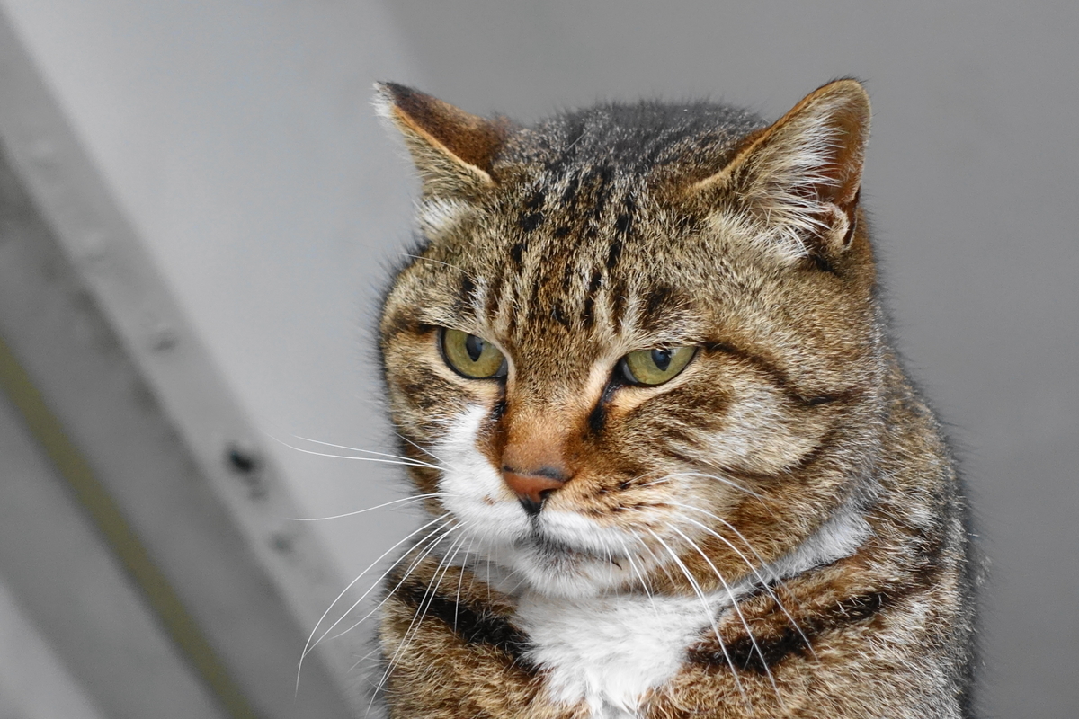 f:id:shigeo-t:20190423090053j:plain