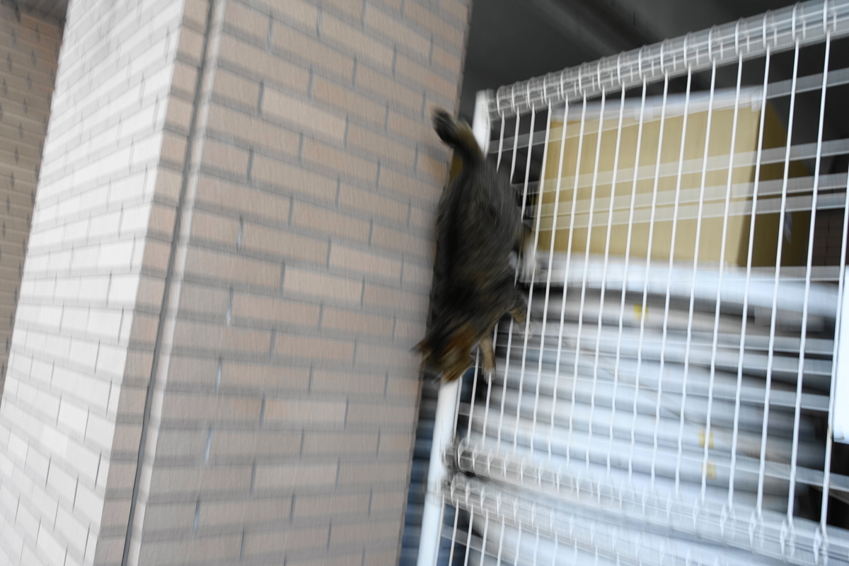 f:id:shigeo-t:20190423090301j:plain