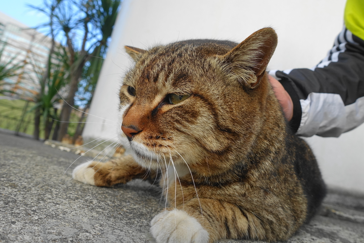 f:id:shigeo-t:20190423090358j:plain