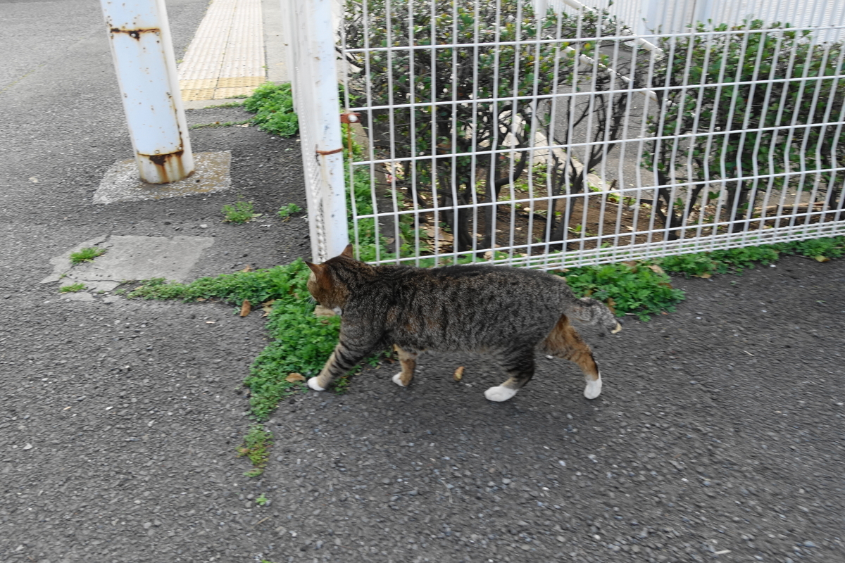 f:id:shigeo-t:20190423090445j:plain