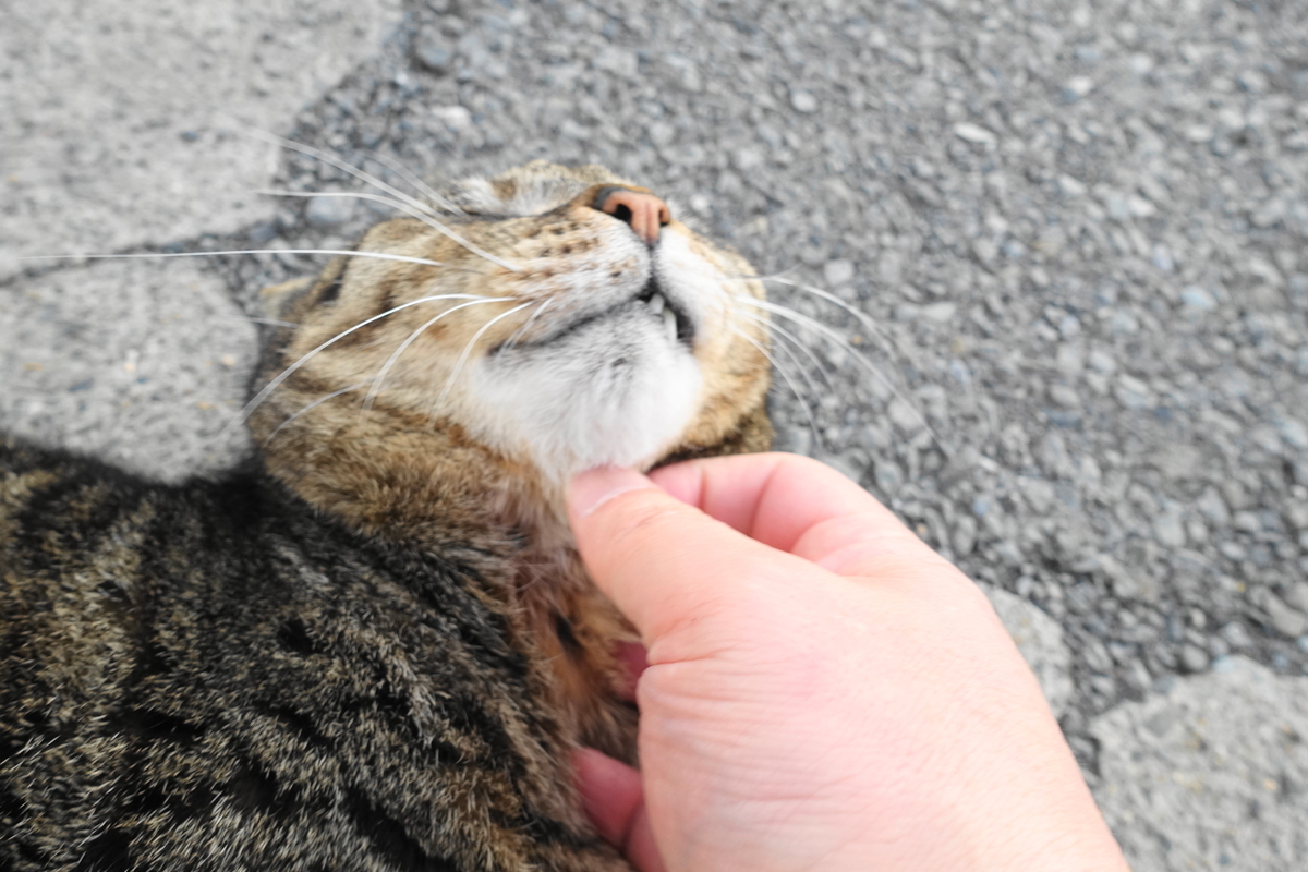 f:id:shigeo-t:20190423091231j:plain