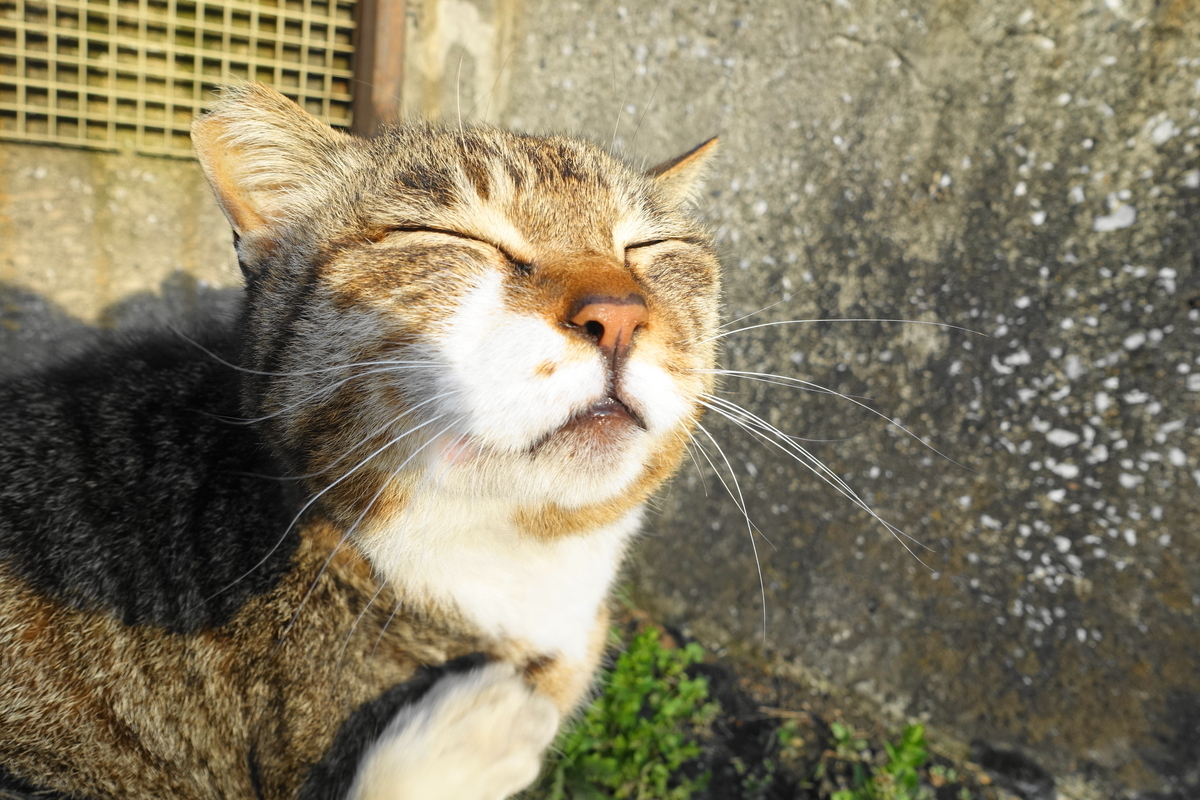 f:id:shigeo-t:20190427101833j:plain f:id:shigeo-t:20190427101833j:plain