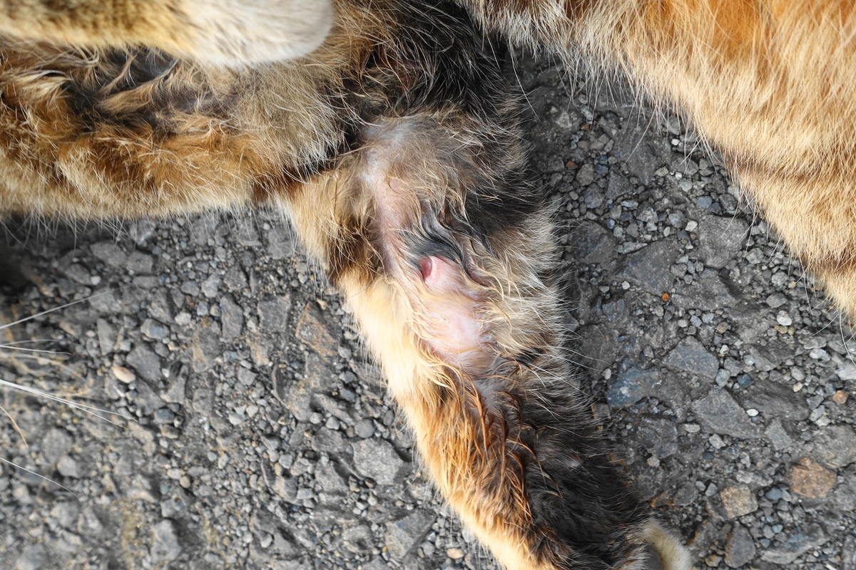 f:id:shigeo-t:20190427102335j:plain f:id:shigeo-t:20190427102335j:plain