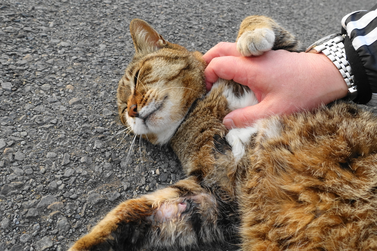 f:id:shigeo-t:20190427102359j:plain f:id:shigeo-t:20190427102359j:plain