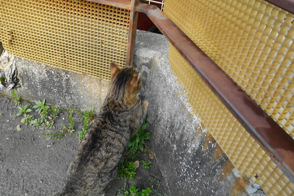 f:id:shigeo-t:20190427102550j:plain f:id:shigeo-t:20190427102550j:plain