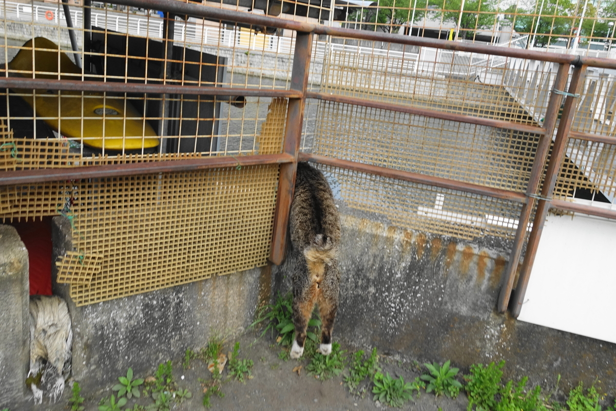 f:id:shigeo-t:20190427103102j:plain f:id:shigeo-t:20190427103102j:plain