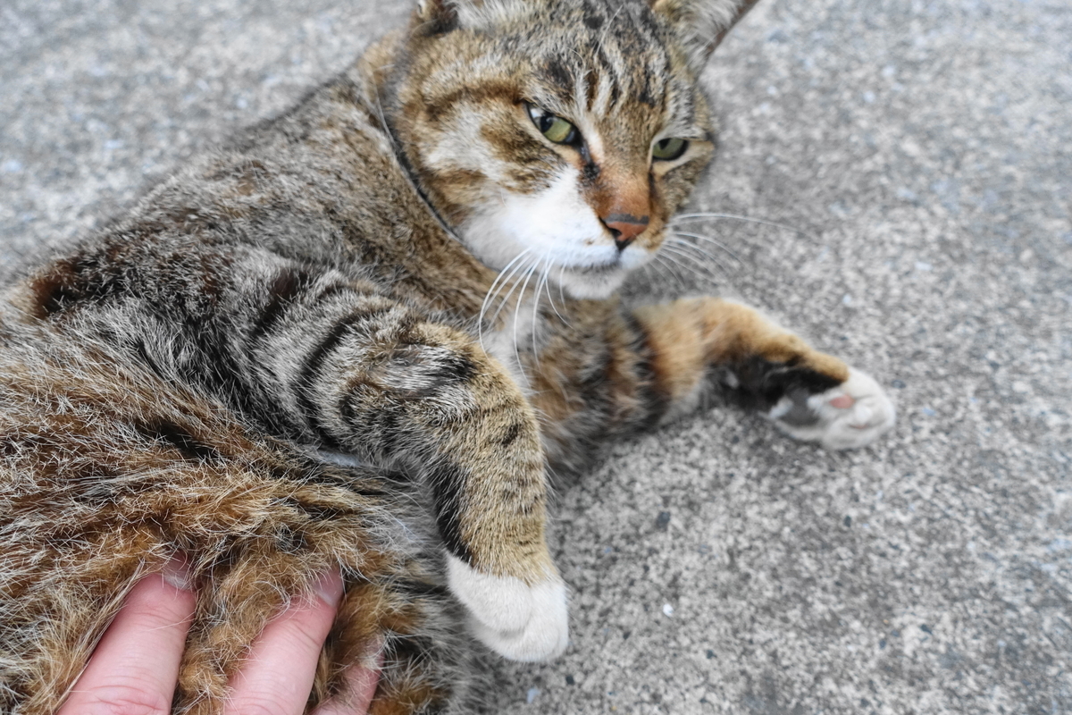 f:id:shigeo-t:20190427103507j:plain f:id:shigeo-t:20190427103507j:plain