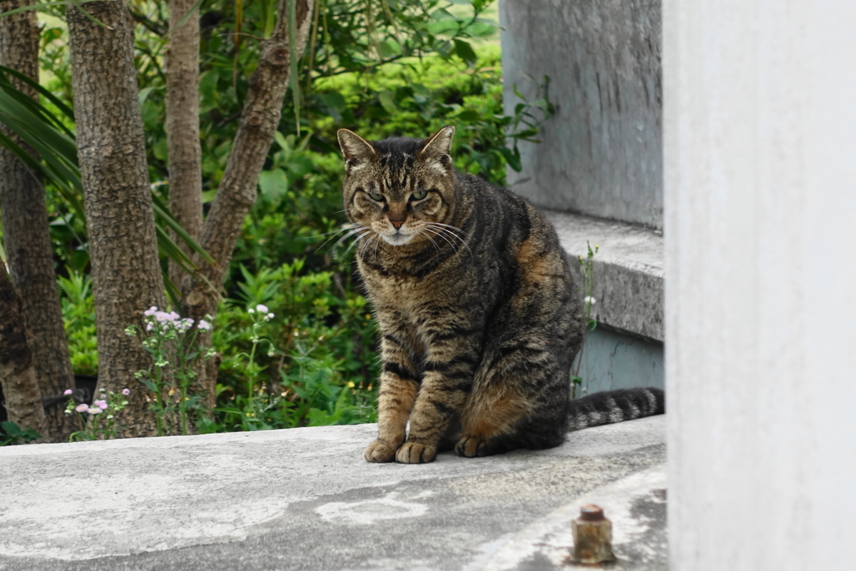 f:id:shigeo-t:20190427104017j:plain f:id:shigeo-t:20190427104017j:plain