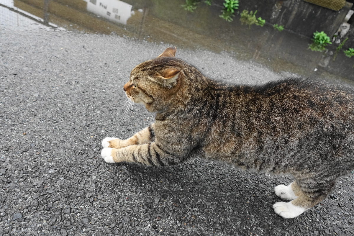 f:id:shigeo-t:20190429090205j:plain f:id:shigeo-t:20190429090205j:plain
