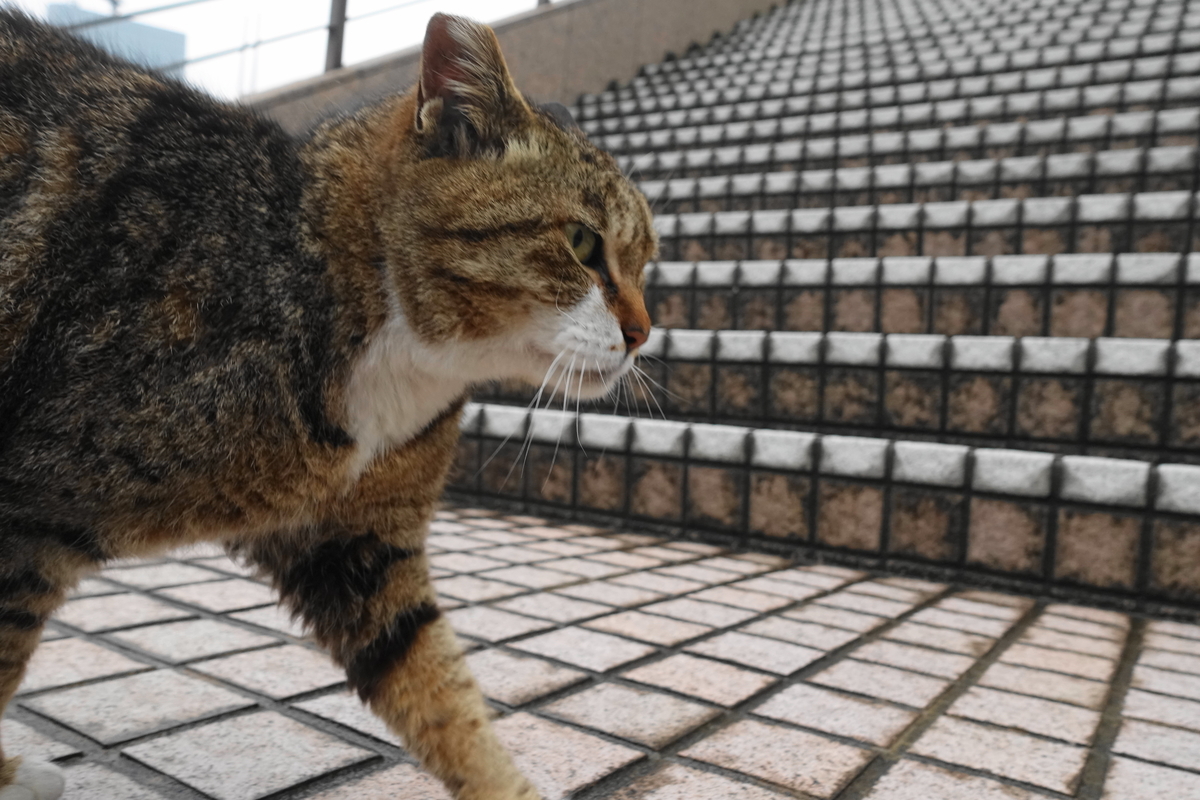 f:id:shigeo-t:20190429090241j:plain f:id:shigeo-t:20190429090241j:plain