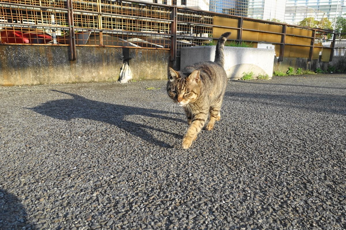 f:id:shigeo-t:20190429091429j:plain f:id:shigeo-t:20190429091429j:plain