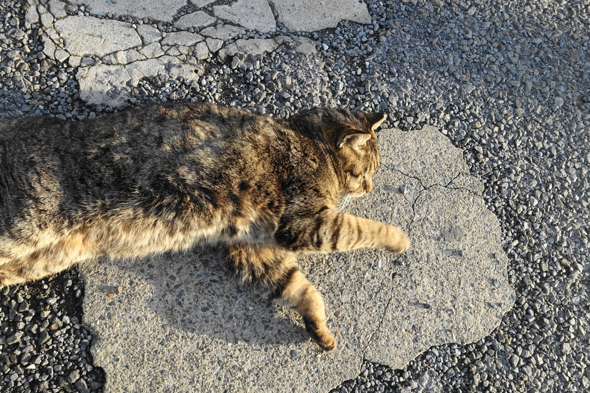 f:id:shigeo-t:20190429091552j:plain f:id:shigeo-t:20190429091552j:plain