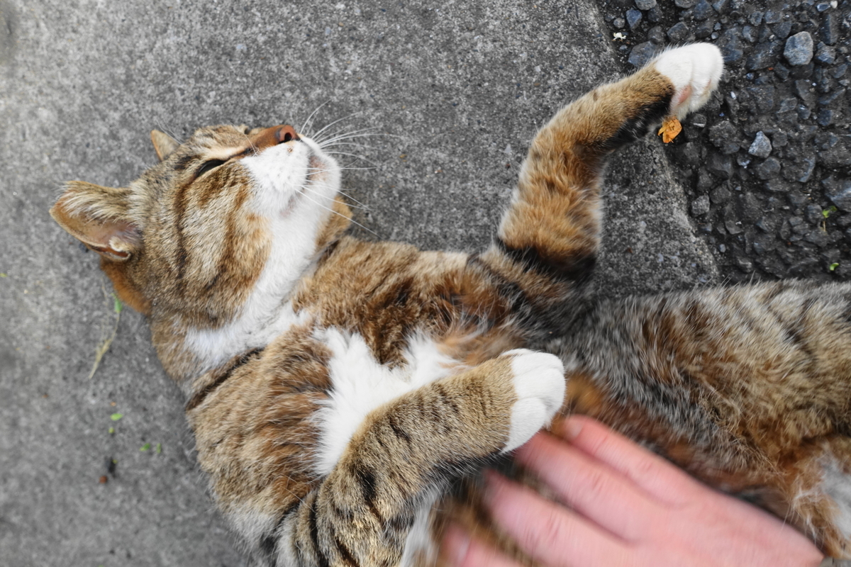 f:id:shigeo-t:20190429091656j:plain f:id:shigeo-t:20190429091656j:plain