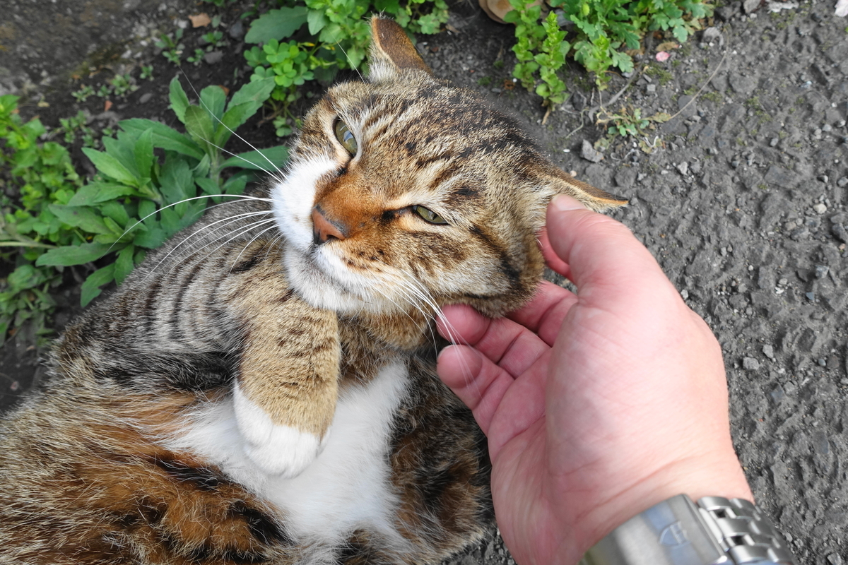 f:id:shigeo-t:20190429092735j:plain f:id:shigeo-t:20190429092735j:plain