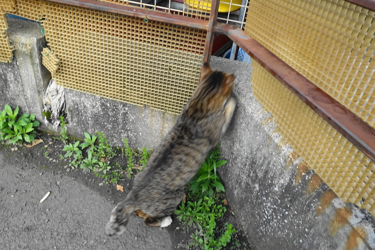 f:id:shigeo-t:20190429092812j:plain f:id:shigeo-t:20190429092812j:plain