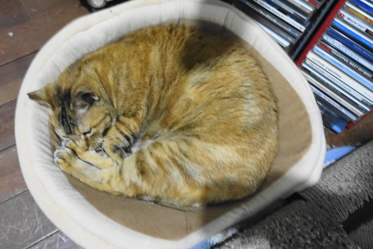 f:id:shigeo-t:20190502103647j:plain f:id:shigeo-t:20190502103647j:plain