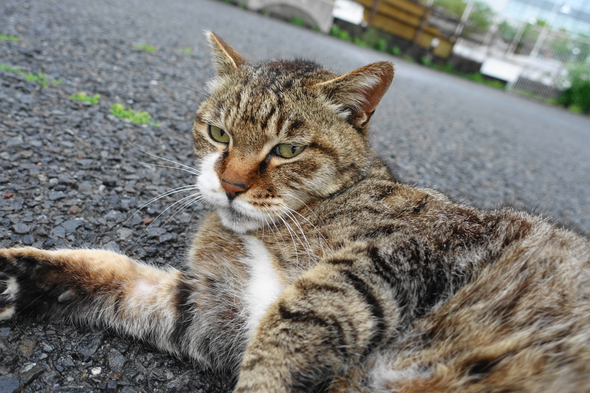 f:id:shigeo-t:20190507092134j:plain