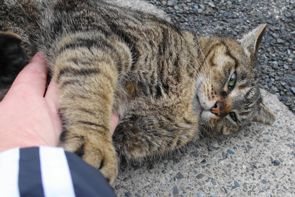 f:id:shigeo-t:20190507092521j:plain