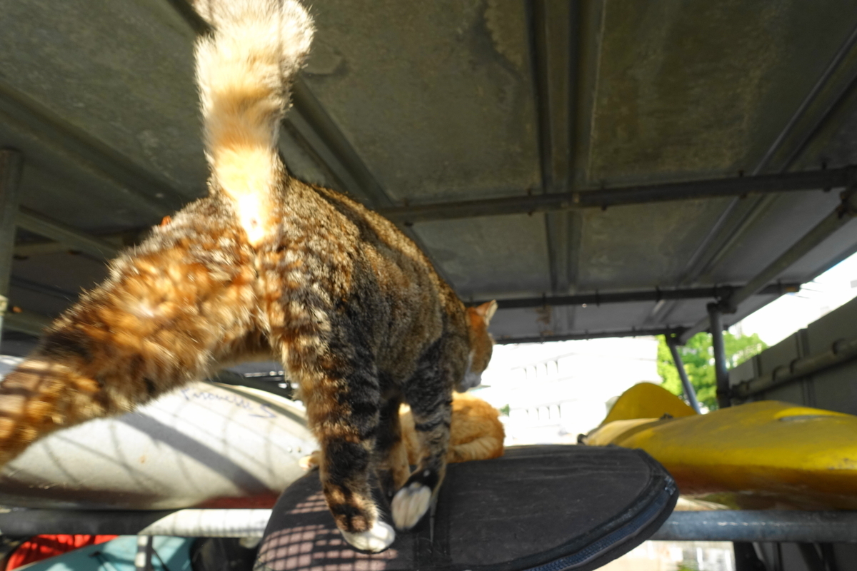 f:id:shigeo-t:20190507094004j:plain