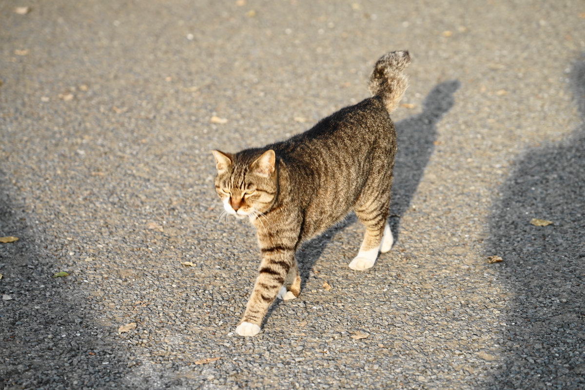 f:id:shigeo-t:20190507095052j:plain