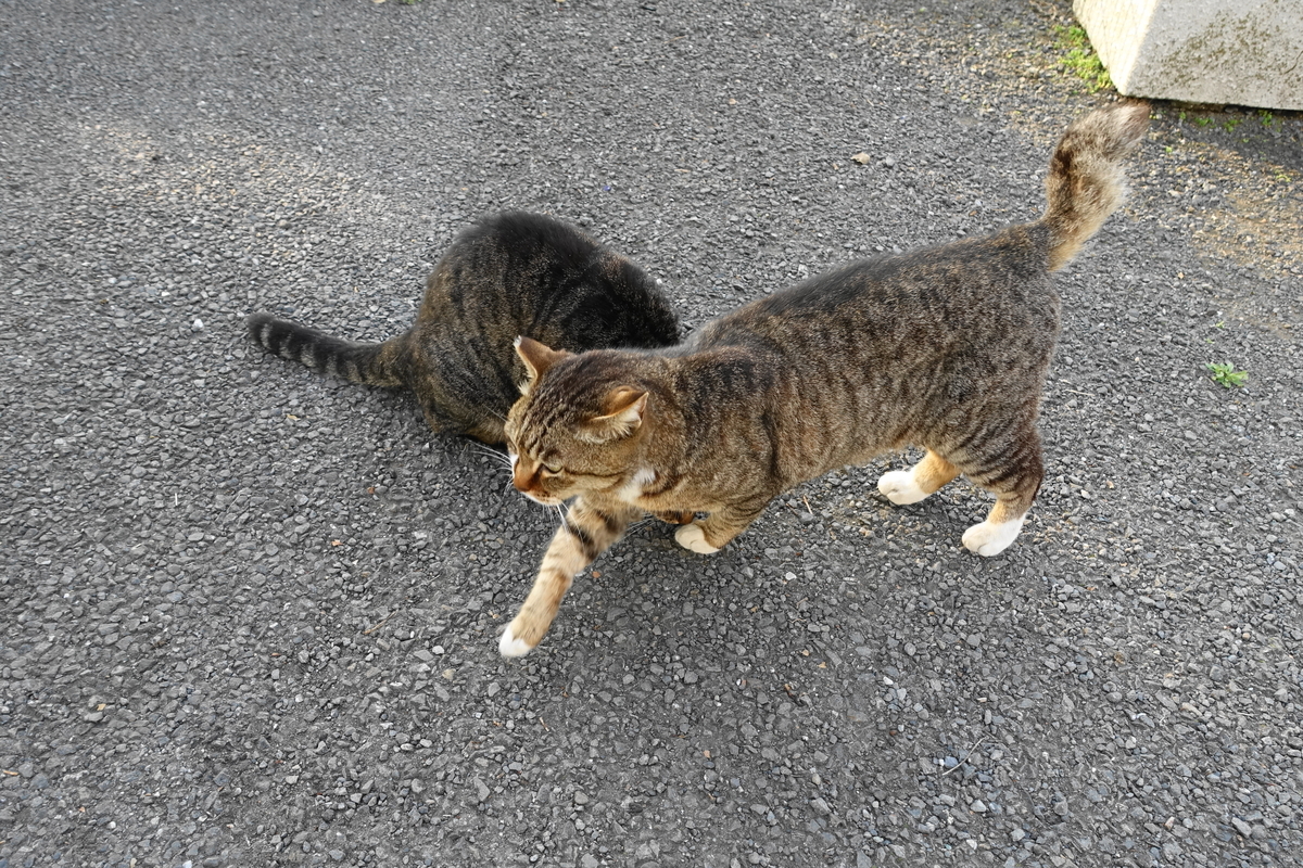 f:id:shigeo-t:20190507095212j:plain