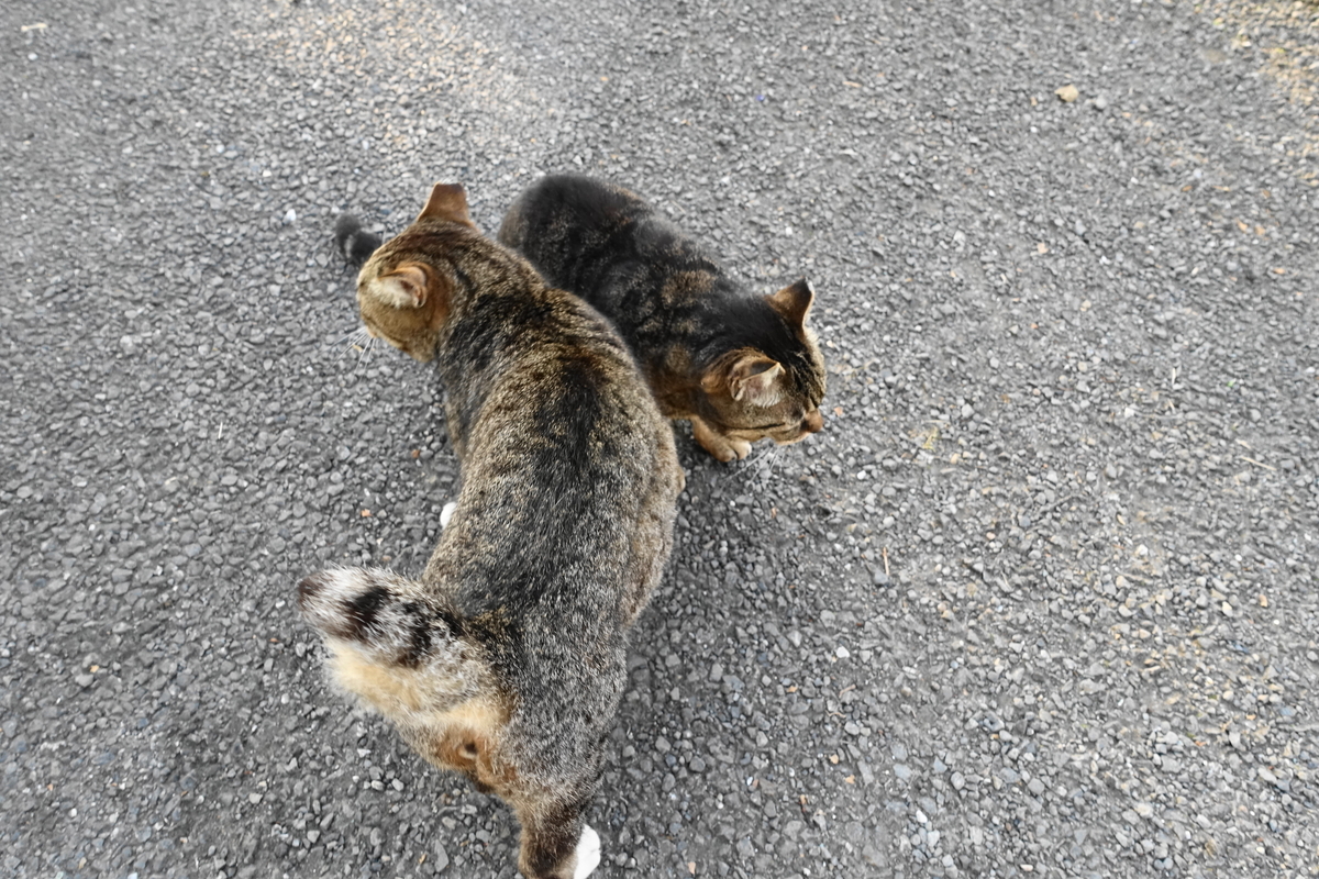 f:id:shigeo-t:20190507095225j:plain