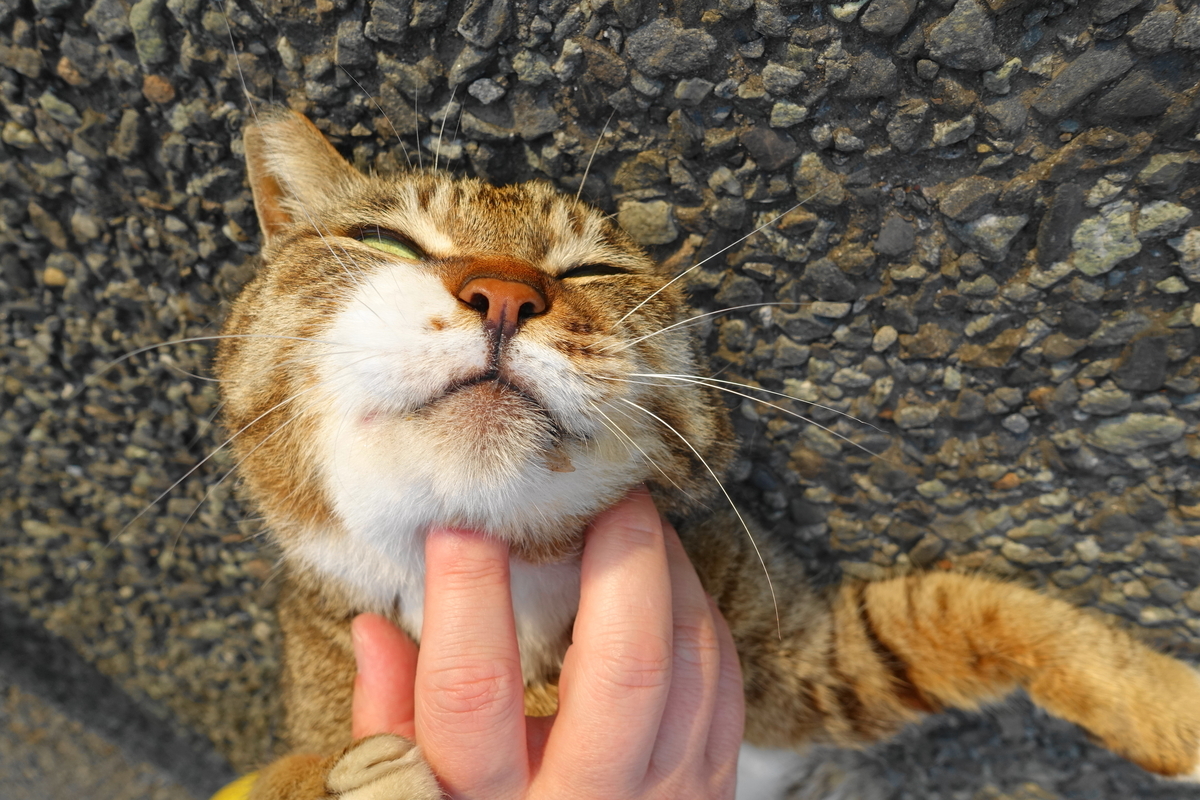 f:id:shigeo-t:20190507095546j:plain