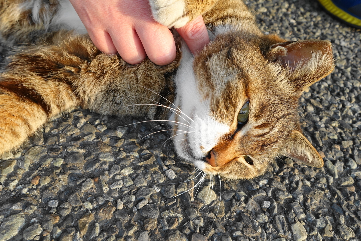 f:id:shigeo-t:20190507095610j:plain