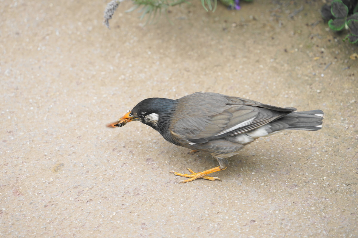f:id:shigeo-t:20190509114932j:plain f:id:shigeo-t:20190509114932j:plain