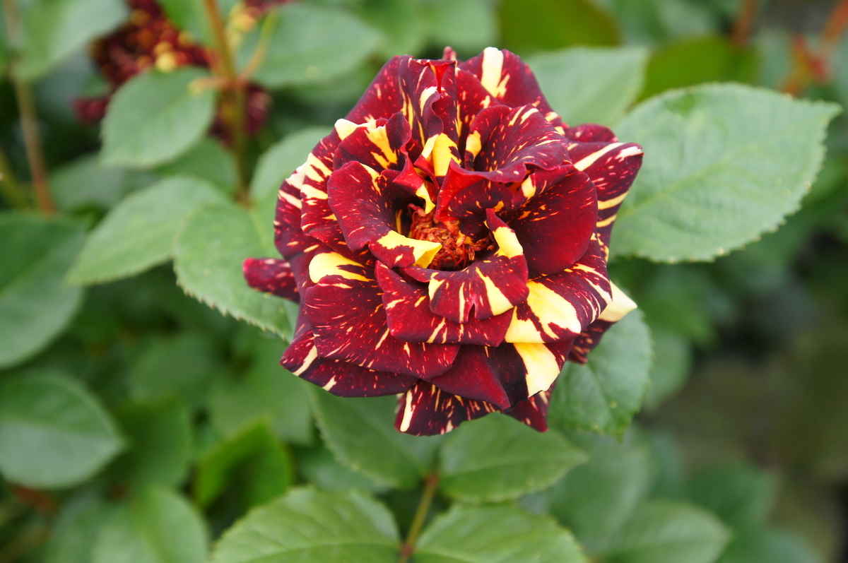 f:id:shigeo-t:20190509115123j:plain f:id:shigeo-t:20190509115123j:plain