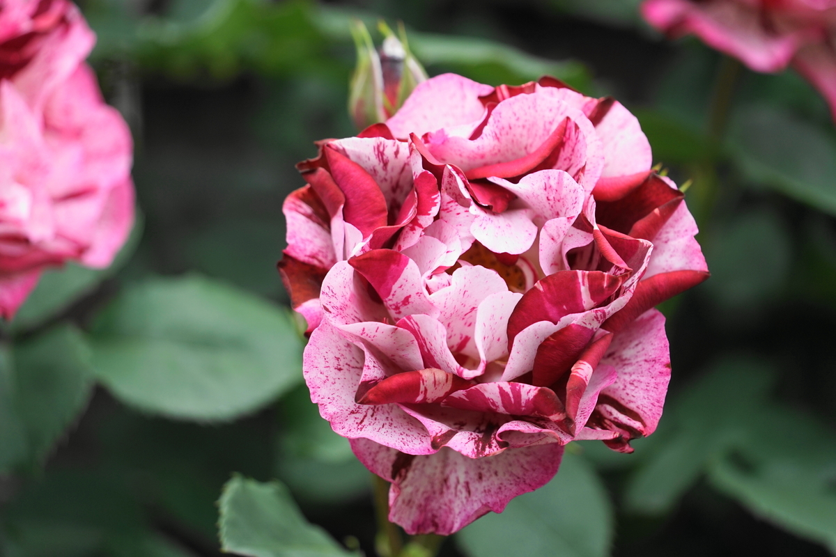 f:id:shigeo-t:20190509115533j:plain f:id:shigeo-t:20190509115533j:plain