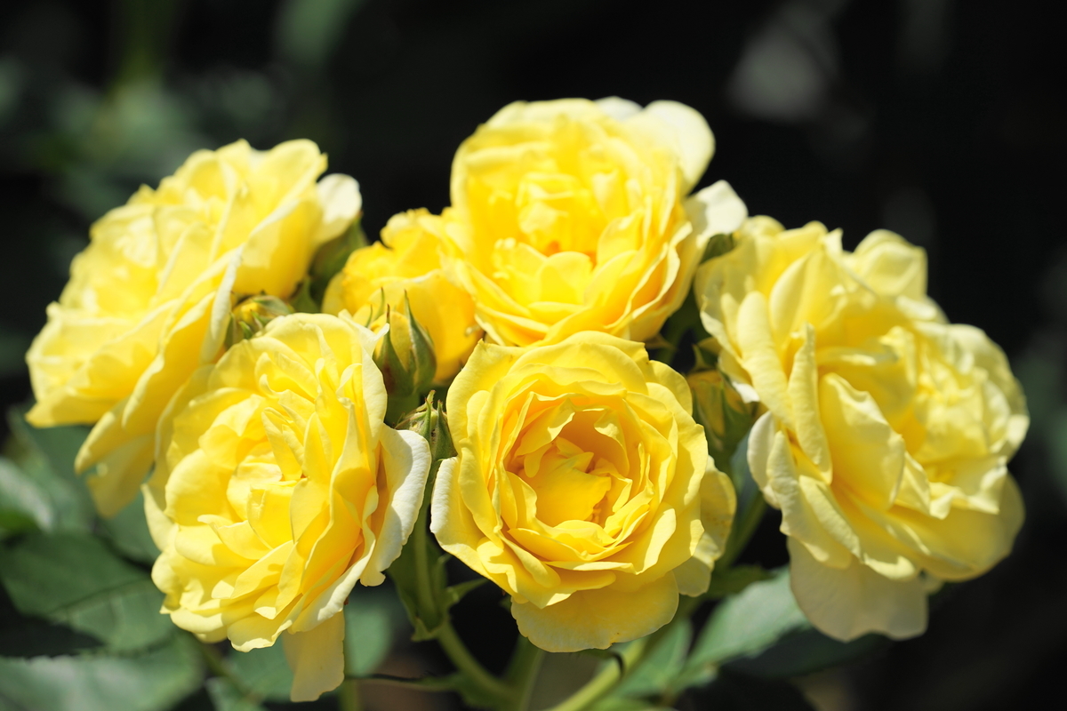 f:id:shigeo-t:20190511134104j:plain