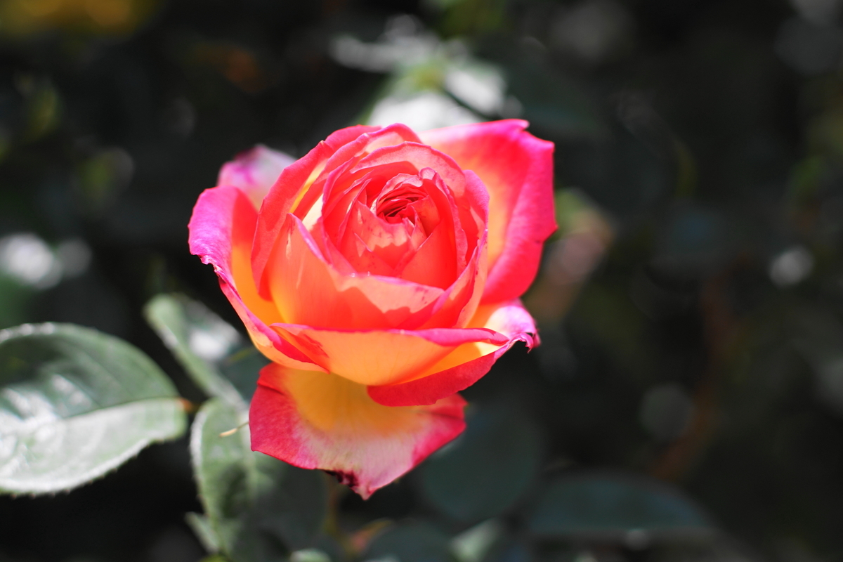 f:id:shigeo-t:20190511134746j:plain