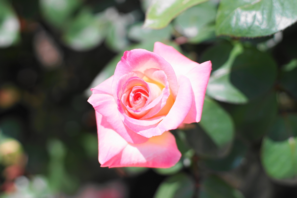 f:id:shigeo-t:20190511134936j:plain