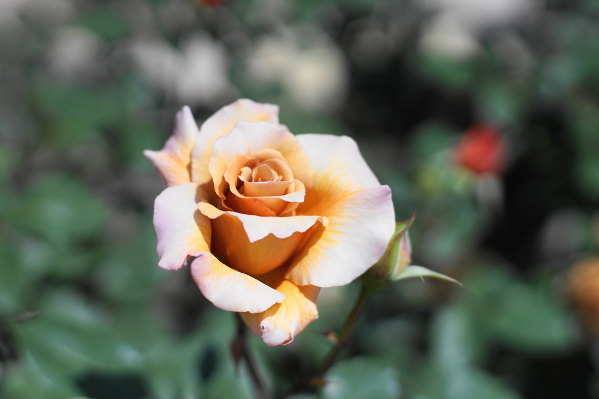 f:id:shigeo-t:20190511135013j:plain