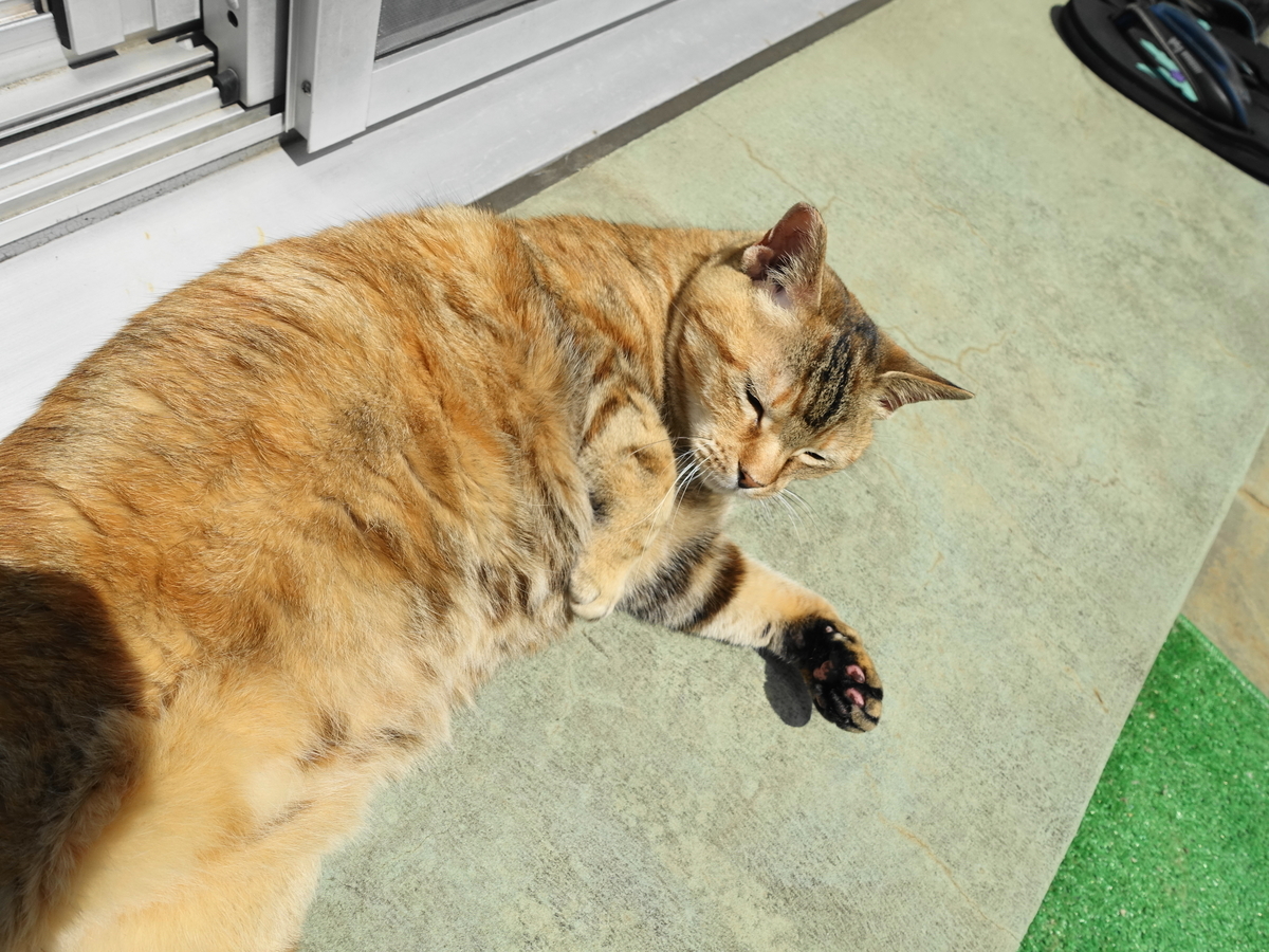 f:id:shigeo-t:20190511135216j:plain