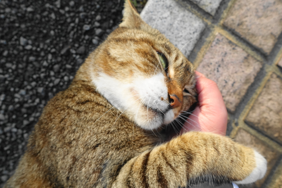 f:id:shigeo-t:20190512094934j:plain f:id:shigeo-t:20190512094934j:plain