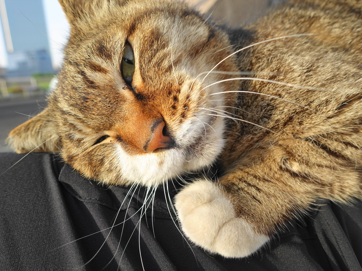 f:id:shigeo-t:20190512095042j:plain f:id:shigeo-t:20190512095042j:plain