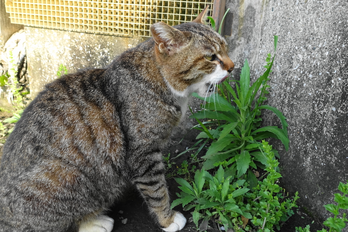 f:id:shigeo-t:20190512095443j:plain f:id:shigeo-t:20190512095443j:plain