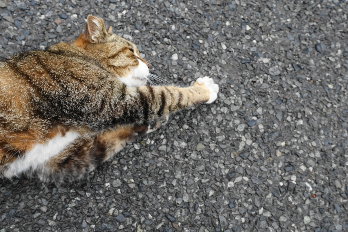 f:id:shigeo-t:20190512095857j:plain f:id:shigeo-t:20190512095857j:plain