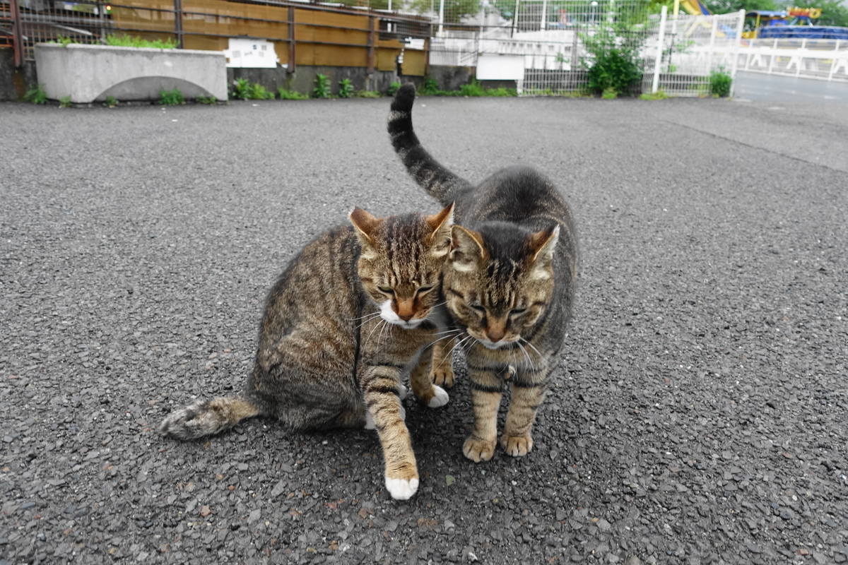 f:id:shigeo-t:20190512100710j:plain f:id:shigeo-t:20190512100710j:plain