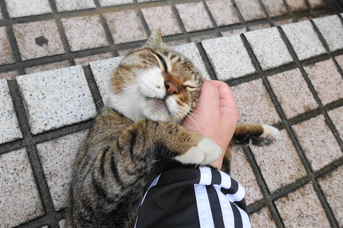 f:id:shigeo-t:20190512100823j:plain f:id:shigeo-t:20190512100823j:plain