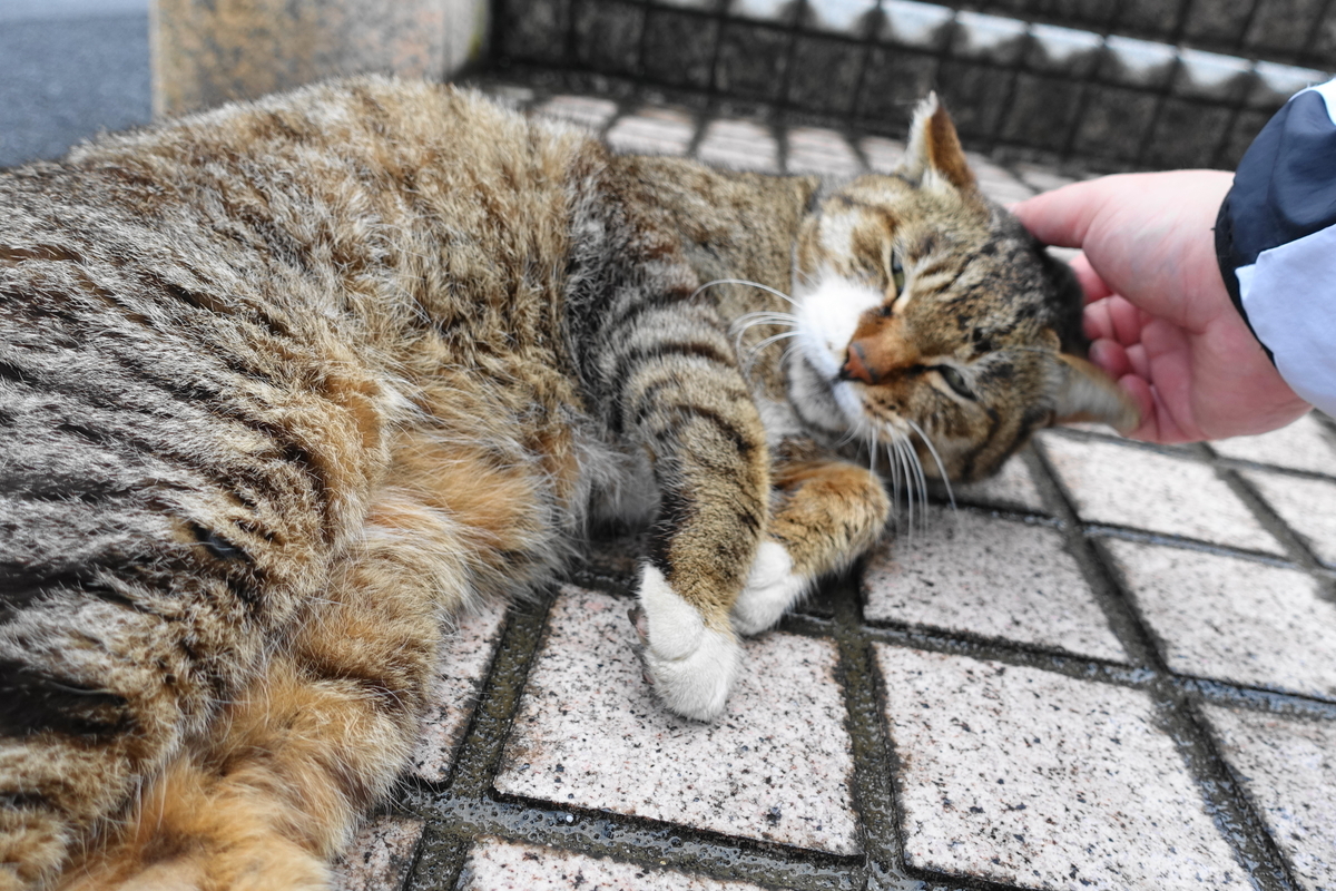 f:id:shigeo-t:20190512100846j:plain f:id:shigeo-t:20190512100846j:plain