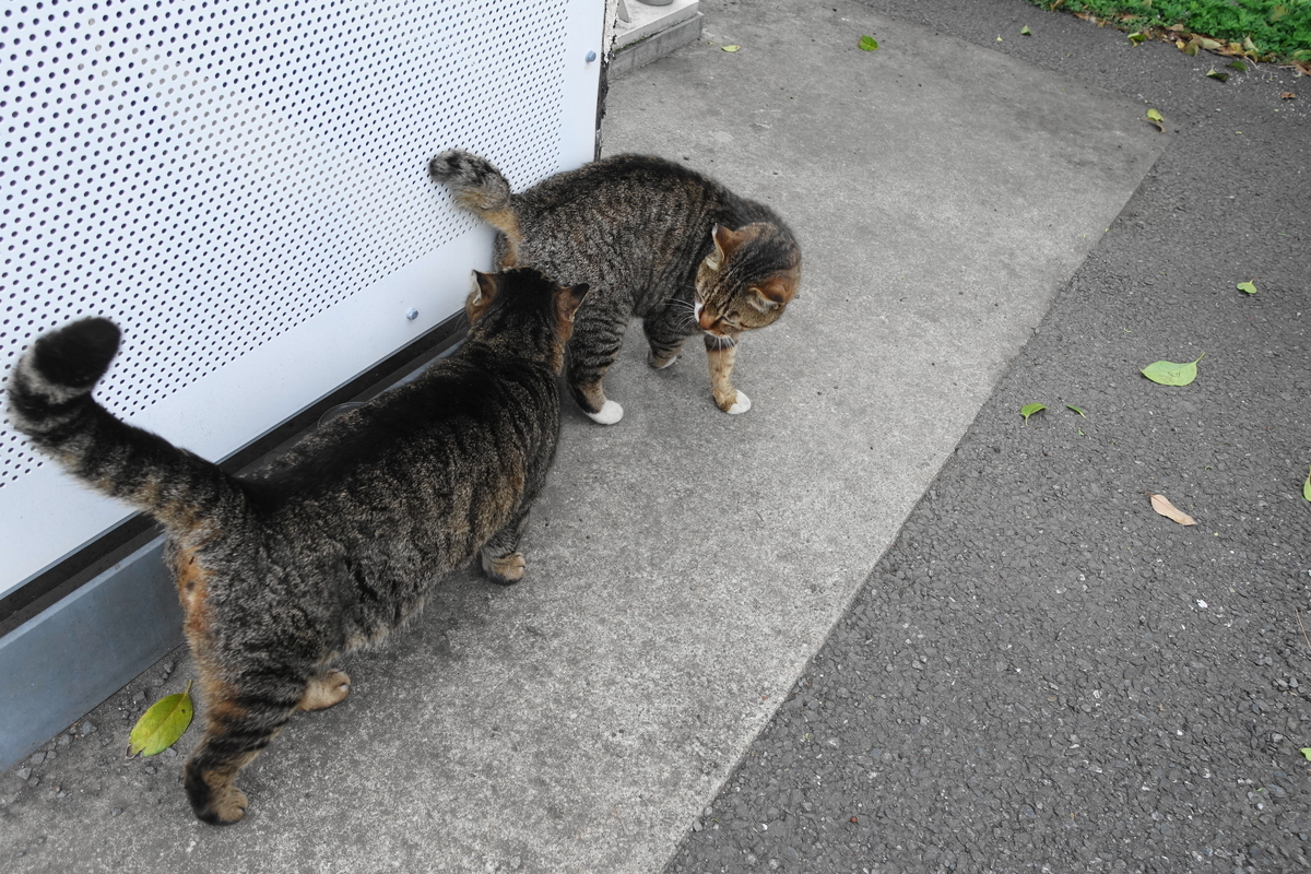 f:id:shigeo-t:20190512101354j:plain f:id:shigeo-t:20190512101354j:plain