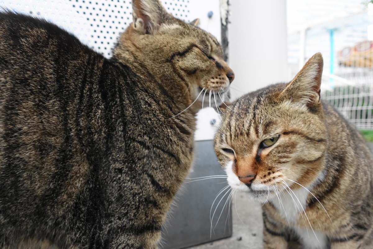 f:id:shigeo-t:20190512101502j:plain f:id:shigeo-t:20190512101502j:plain