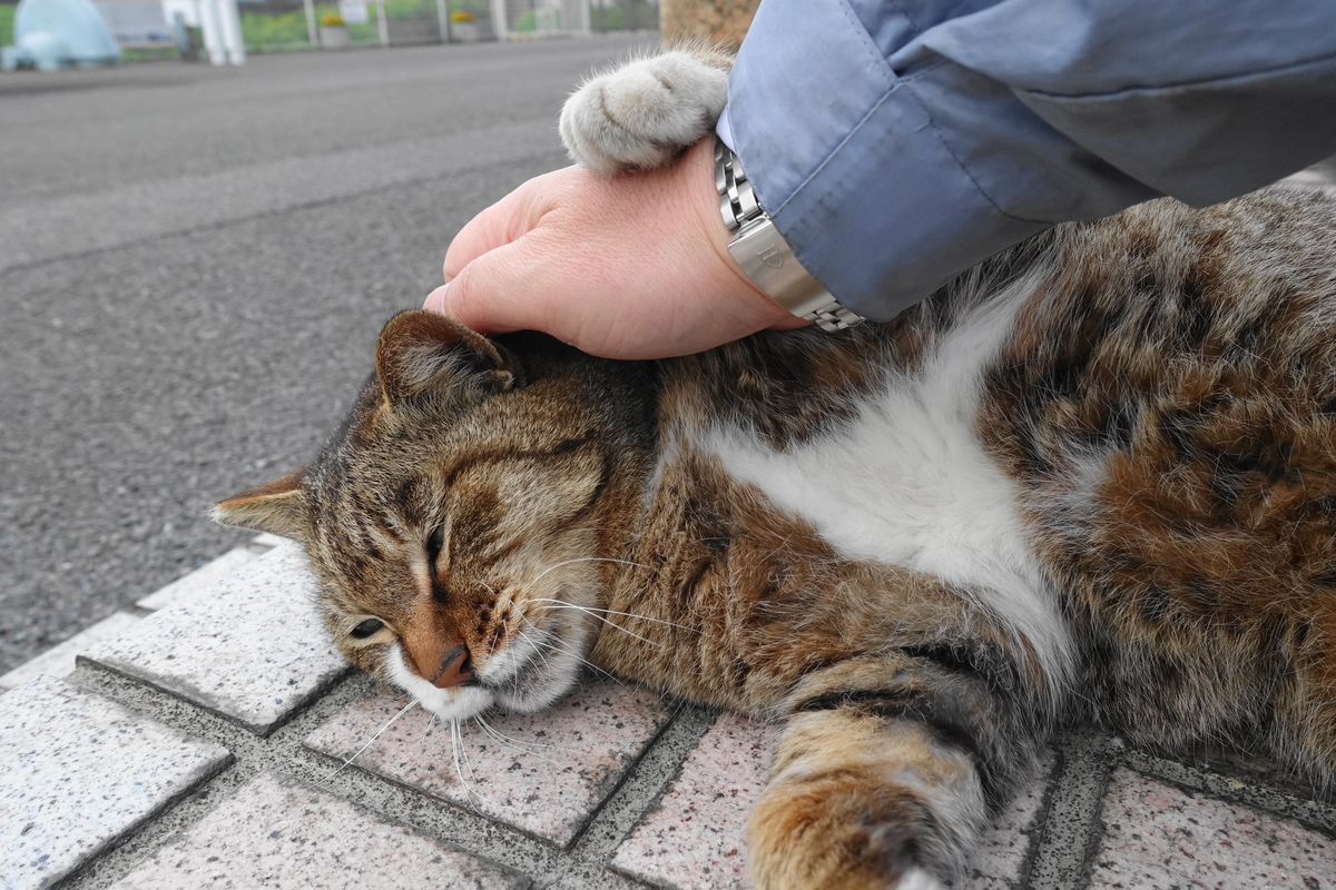 f:id:shigeo-t:20190512101622j:plain f:id:shigeo-t:20190512101622j:plain