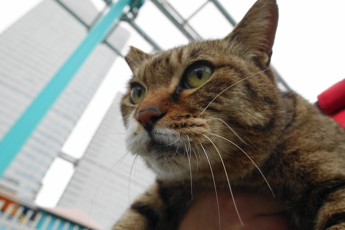 f:id:shigeo-t:20190515092443j:plain f:id:shigeo-t:20190515092443j:plain