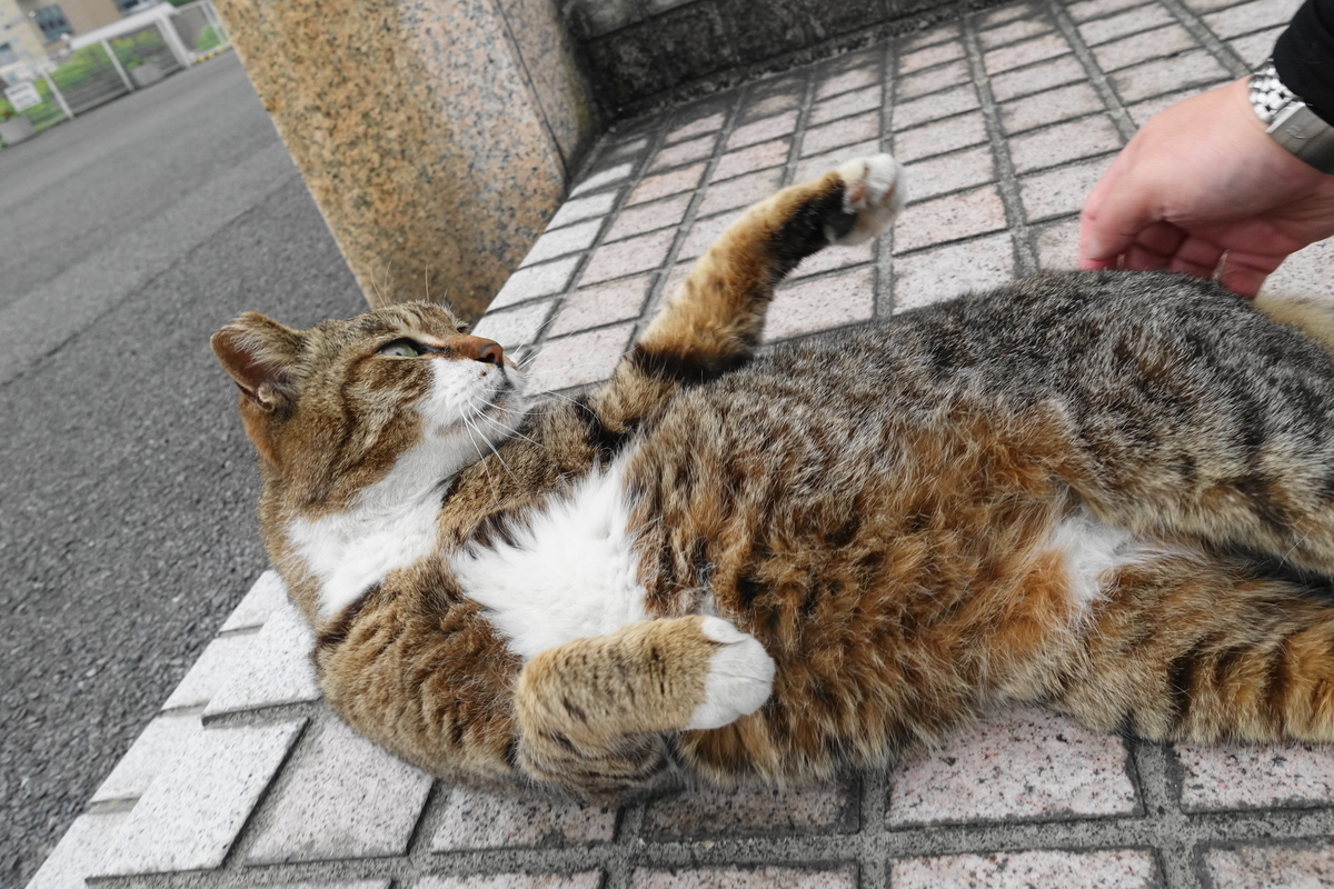 f:id:shigeo-t:20190515092807j:plain f:id:shigeo-t:20190515092807j:plain