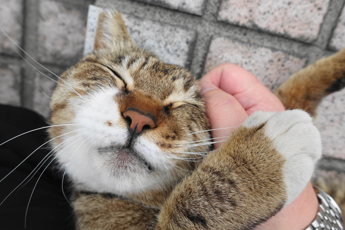 f:id:shigeo-t:20190515092833j:plain f:id:shigeo-t:20190515092833j:plain